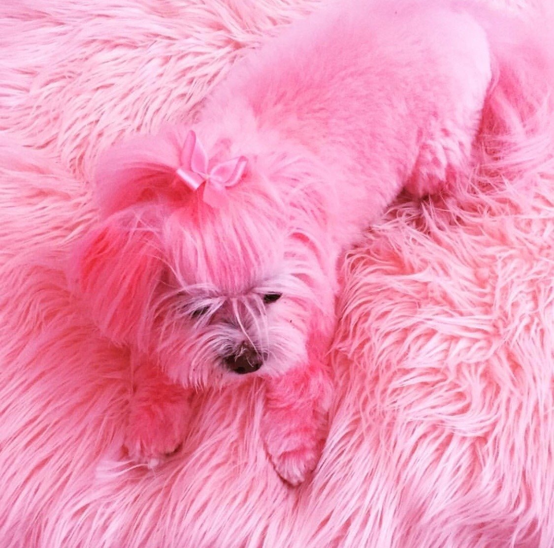 Щенки на розовом фоне ы