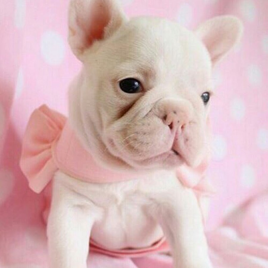 Собачка на розовом фоне