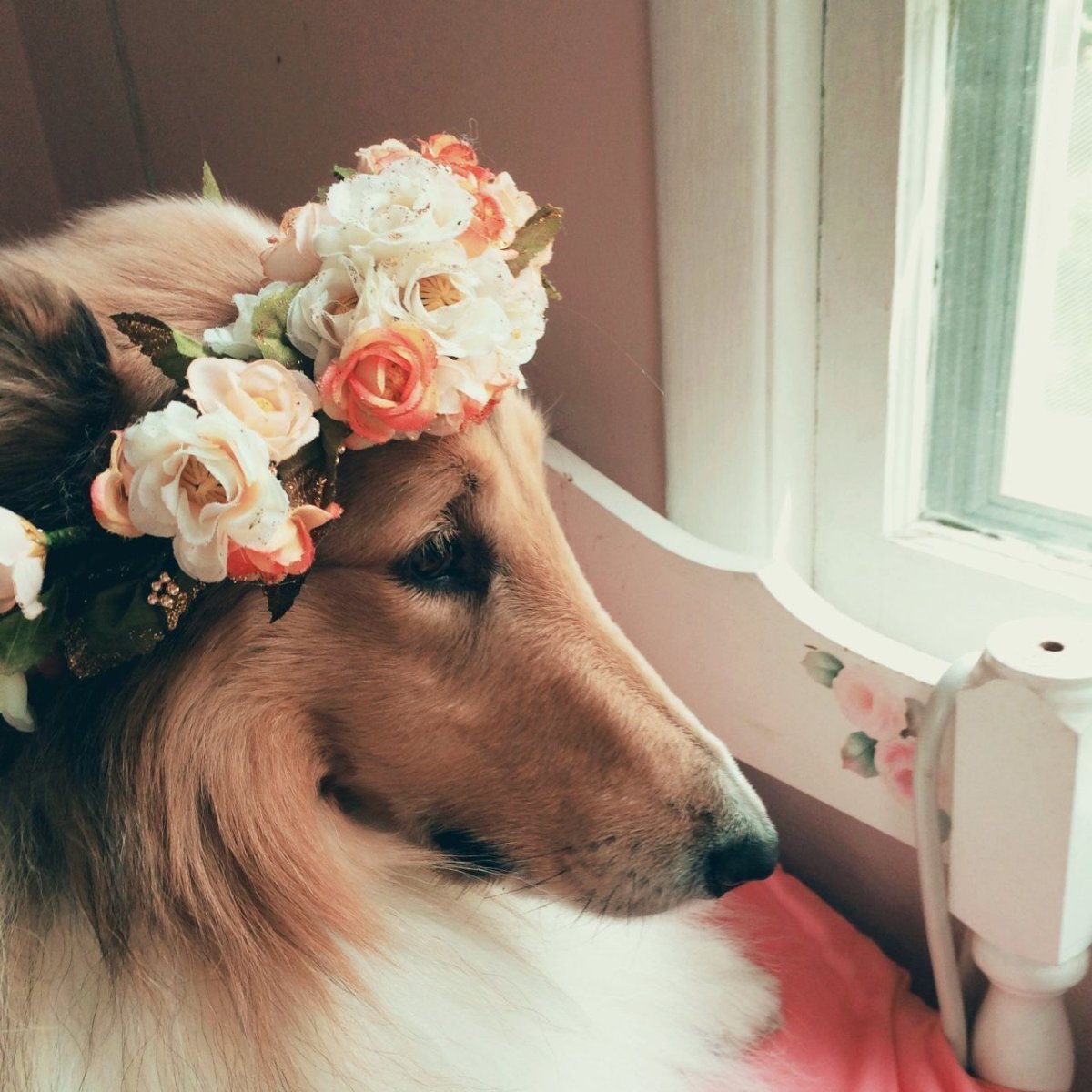 Эстетика розовое песик