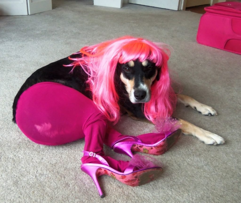 Мой хозяин идиот