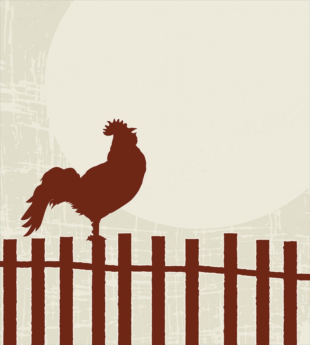 Петух за забором