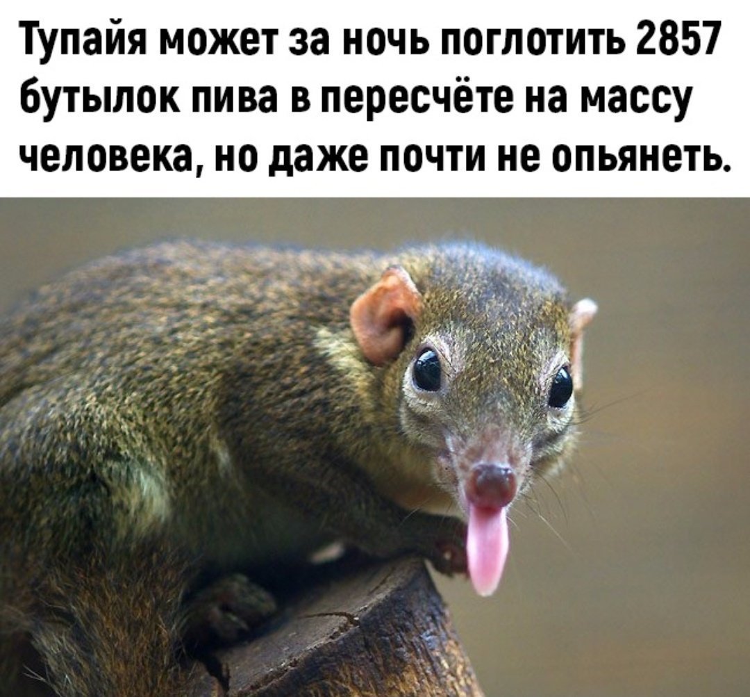 Тупайя питается пивом