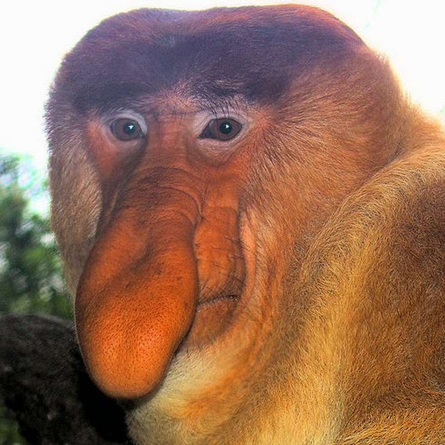 Бабуин носач