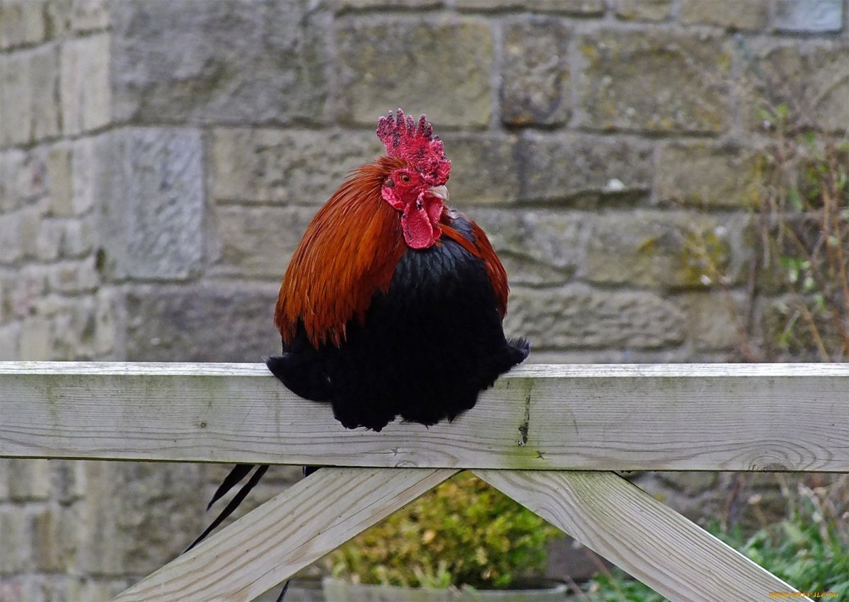 Петушки петуханчики Варг