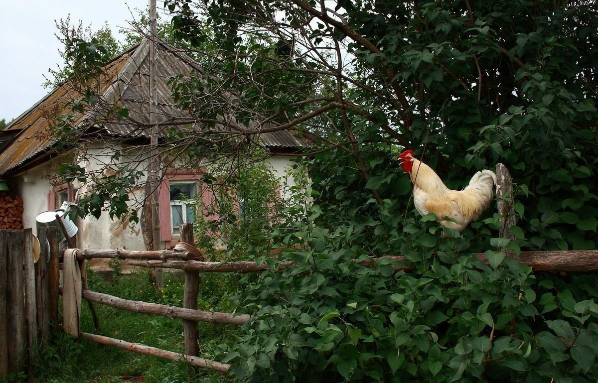 Деревенский дом с курами