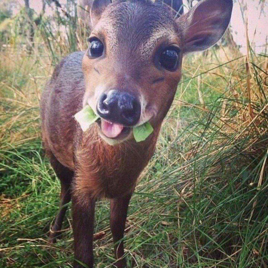 Смешной Олененок