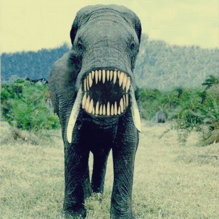 Слон без хобота