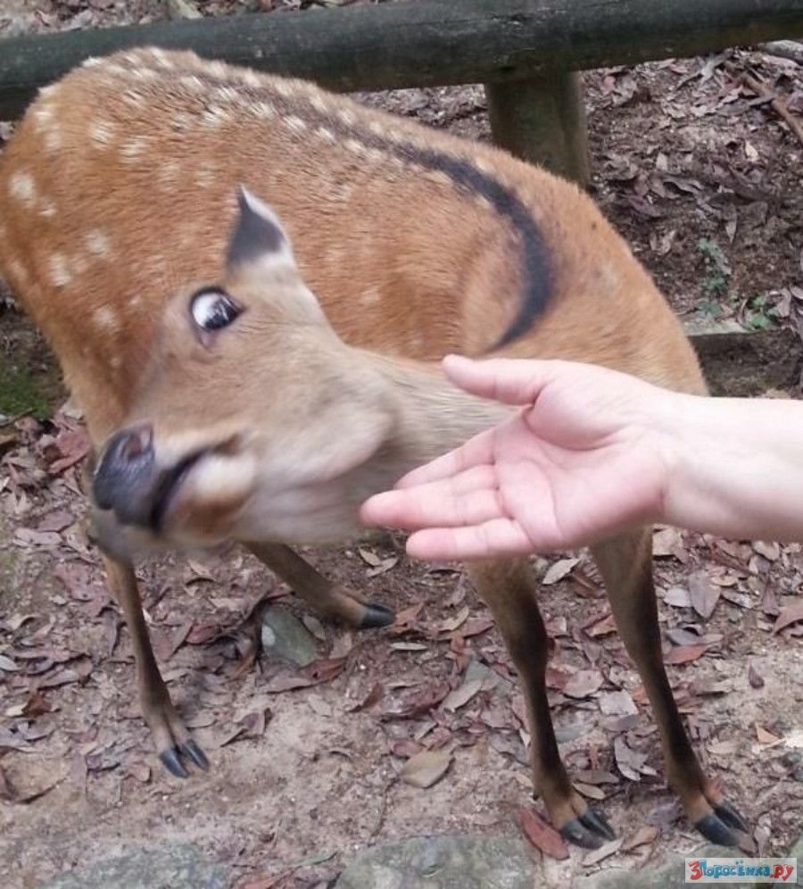Ржачный олень