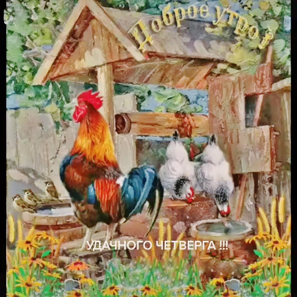Доброе утро с петухом