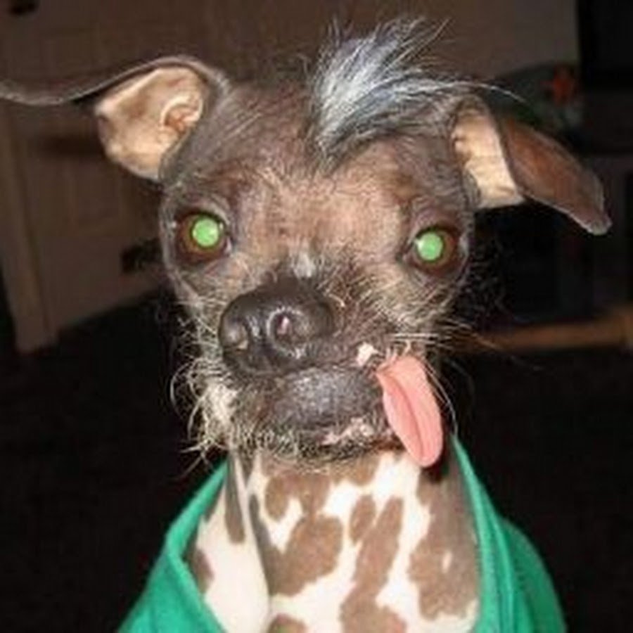 Собака сутулая китайская хохлатая