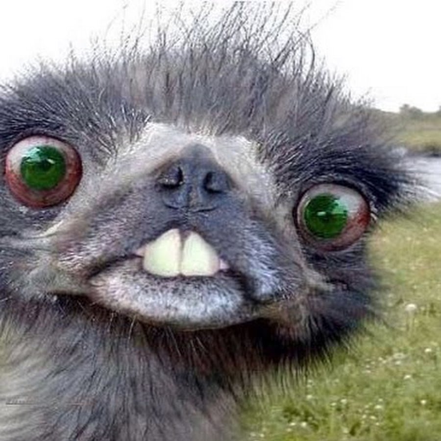 Смешные лица животных