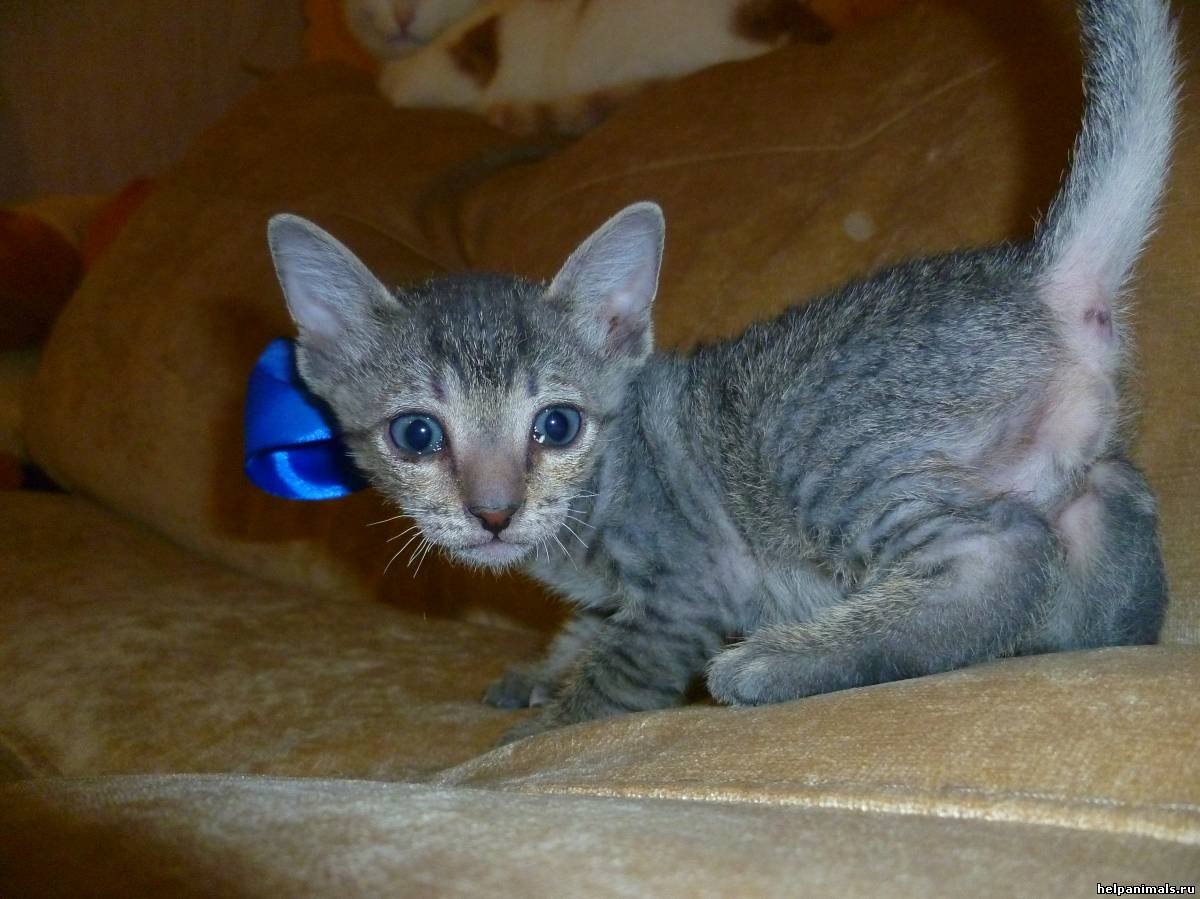 Кошка сфинкс метис