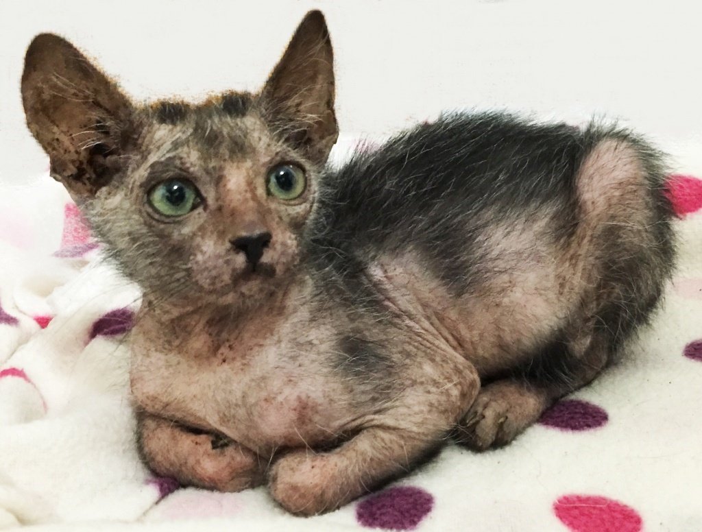 Левкой кошка оборотень