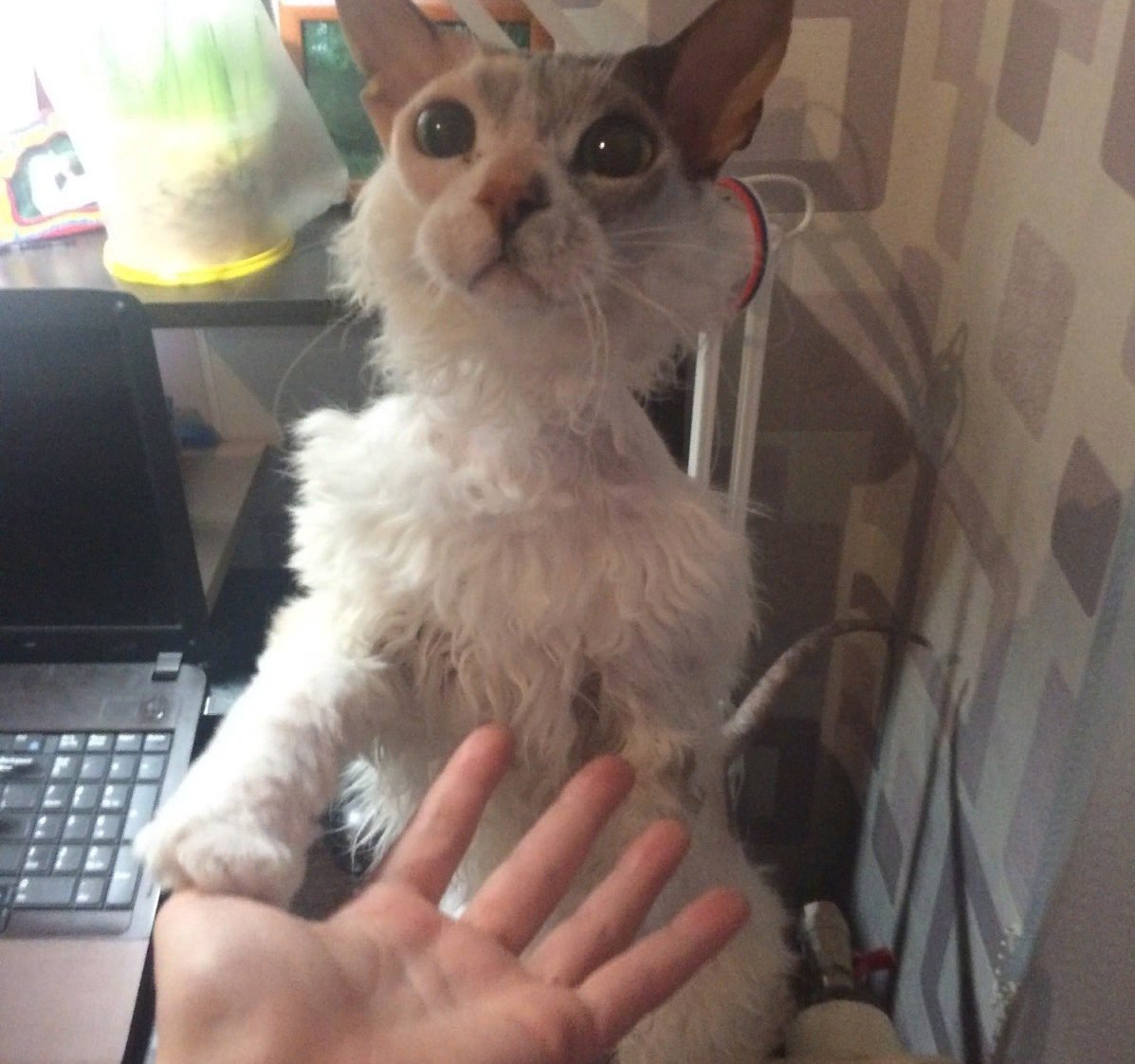 Смесь сфинкса и перса