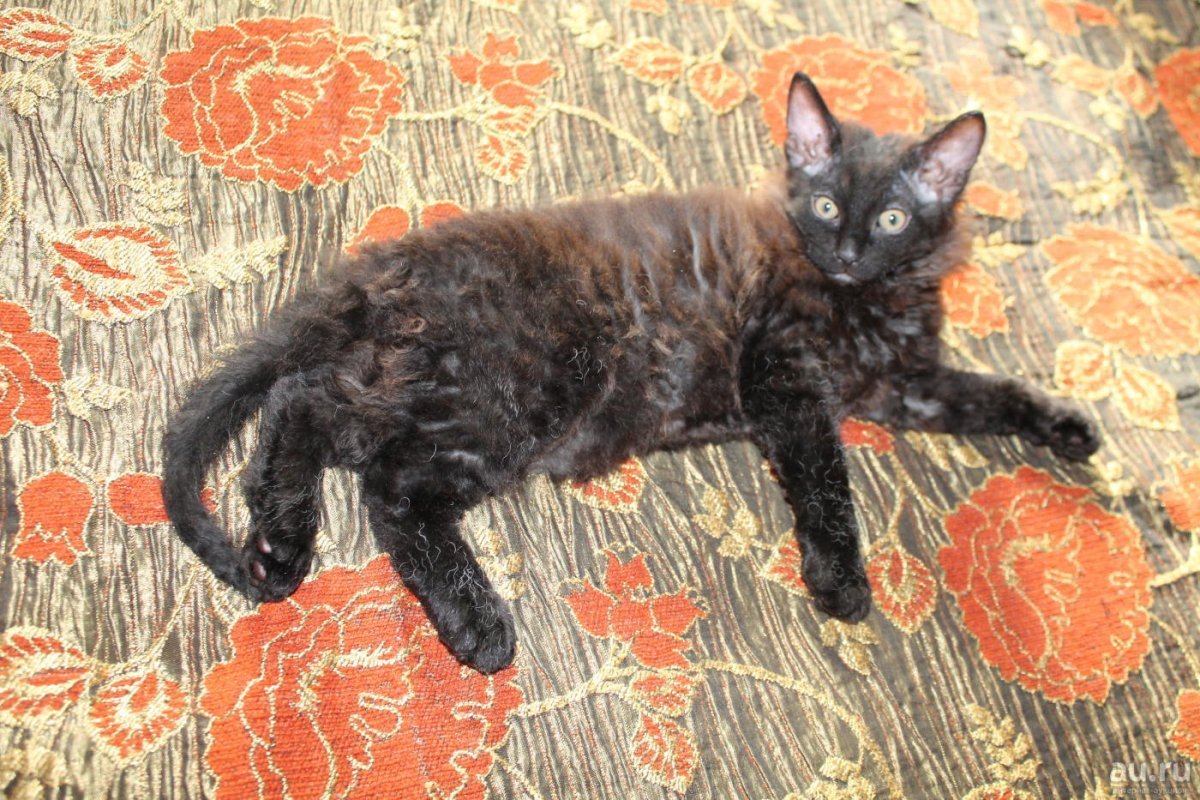 Донской сфинкс голорожденный