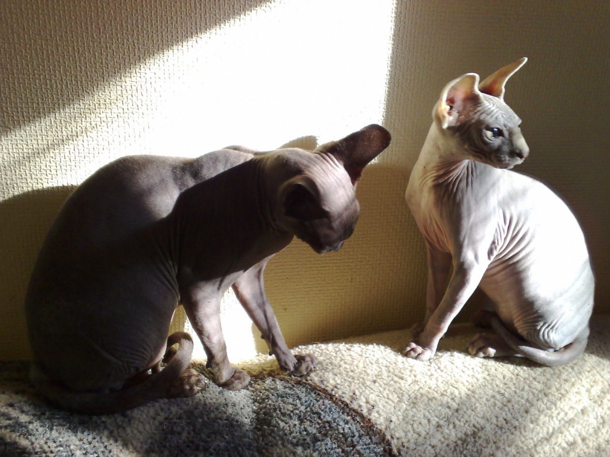 Сфинкс кошка породы Бамбино