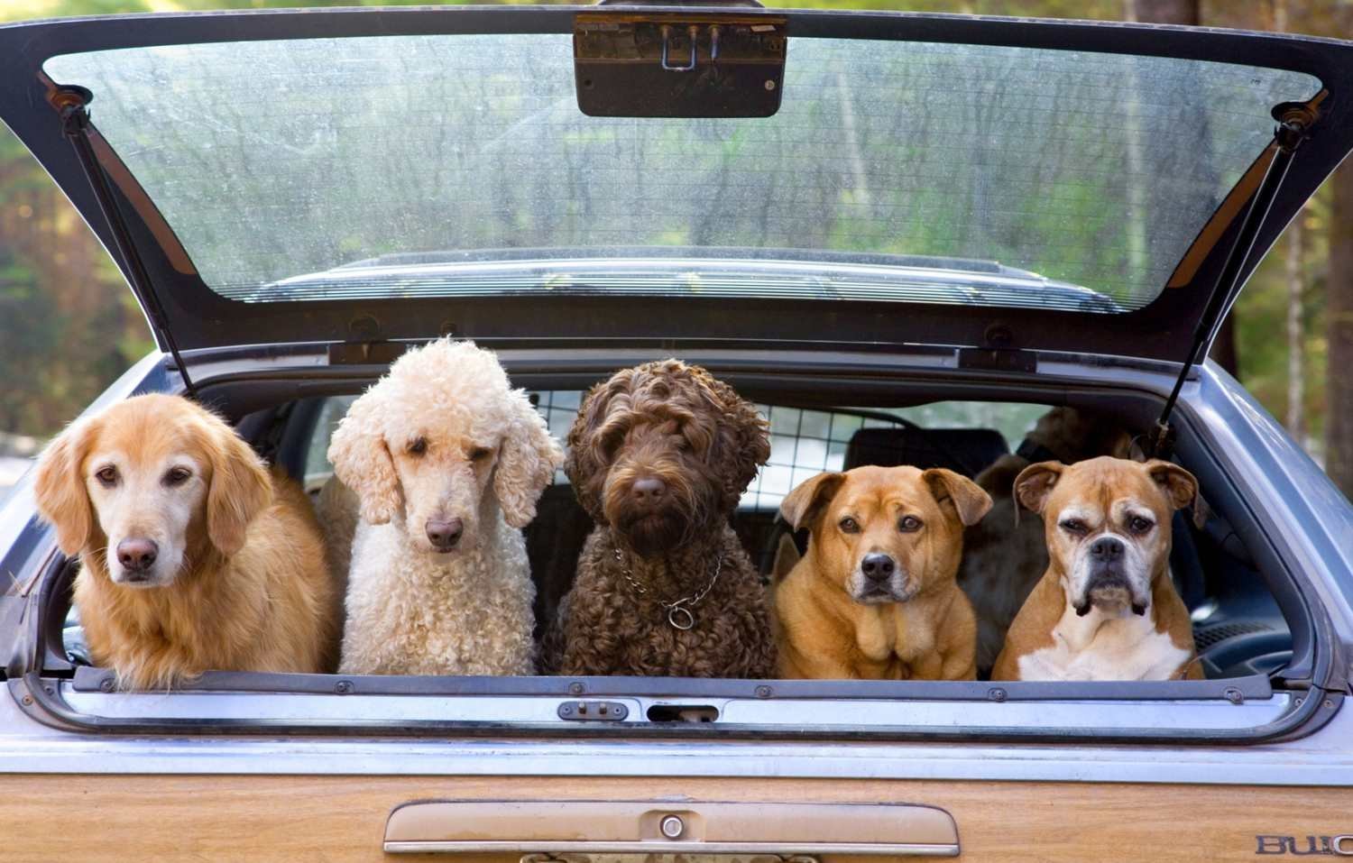 Пес 5 лето. Животные в автомобиле. Автомобиль собака. Собака за рулем. Собака едет в машине.