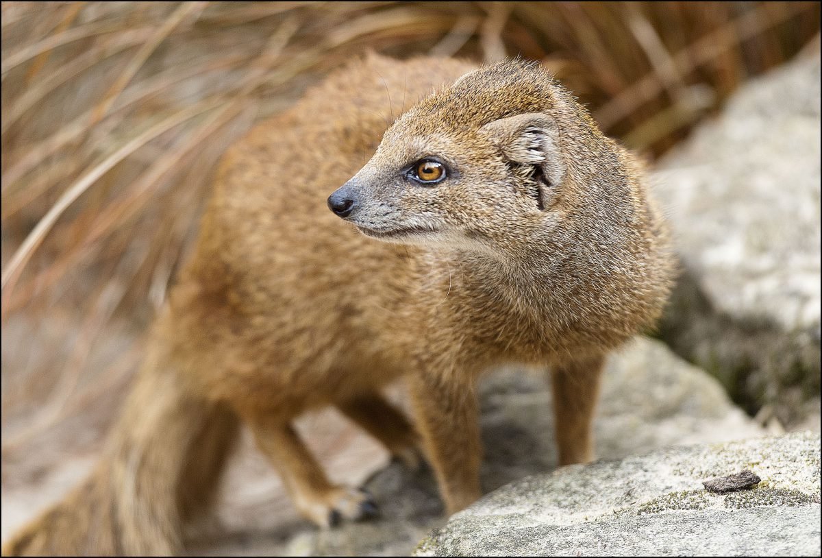Королевский Мангуст