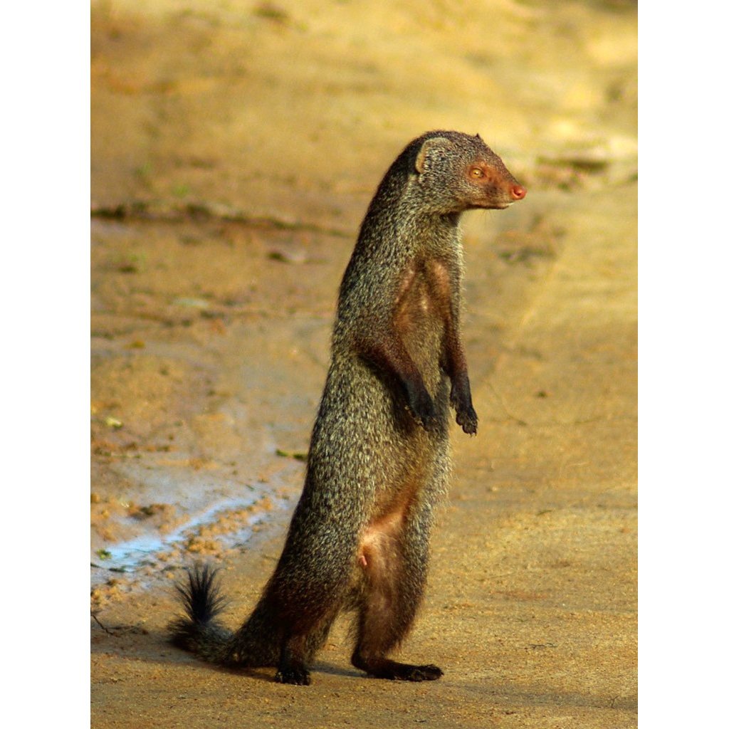 Зубы суриката