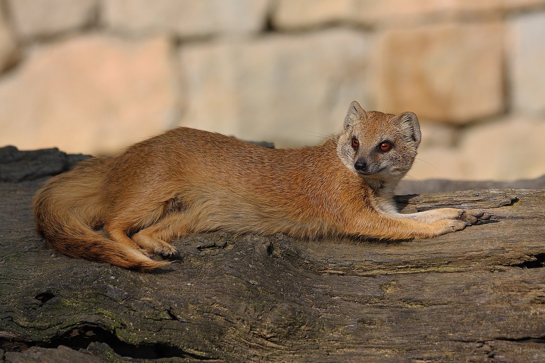 Зебровый Мангуст