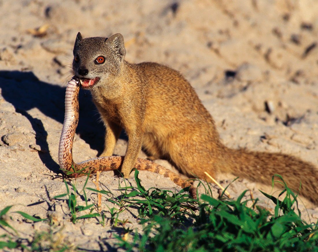 Домашние Мангусты