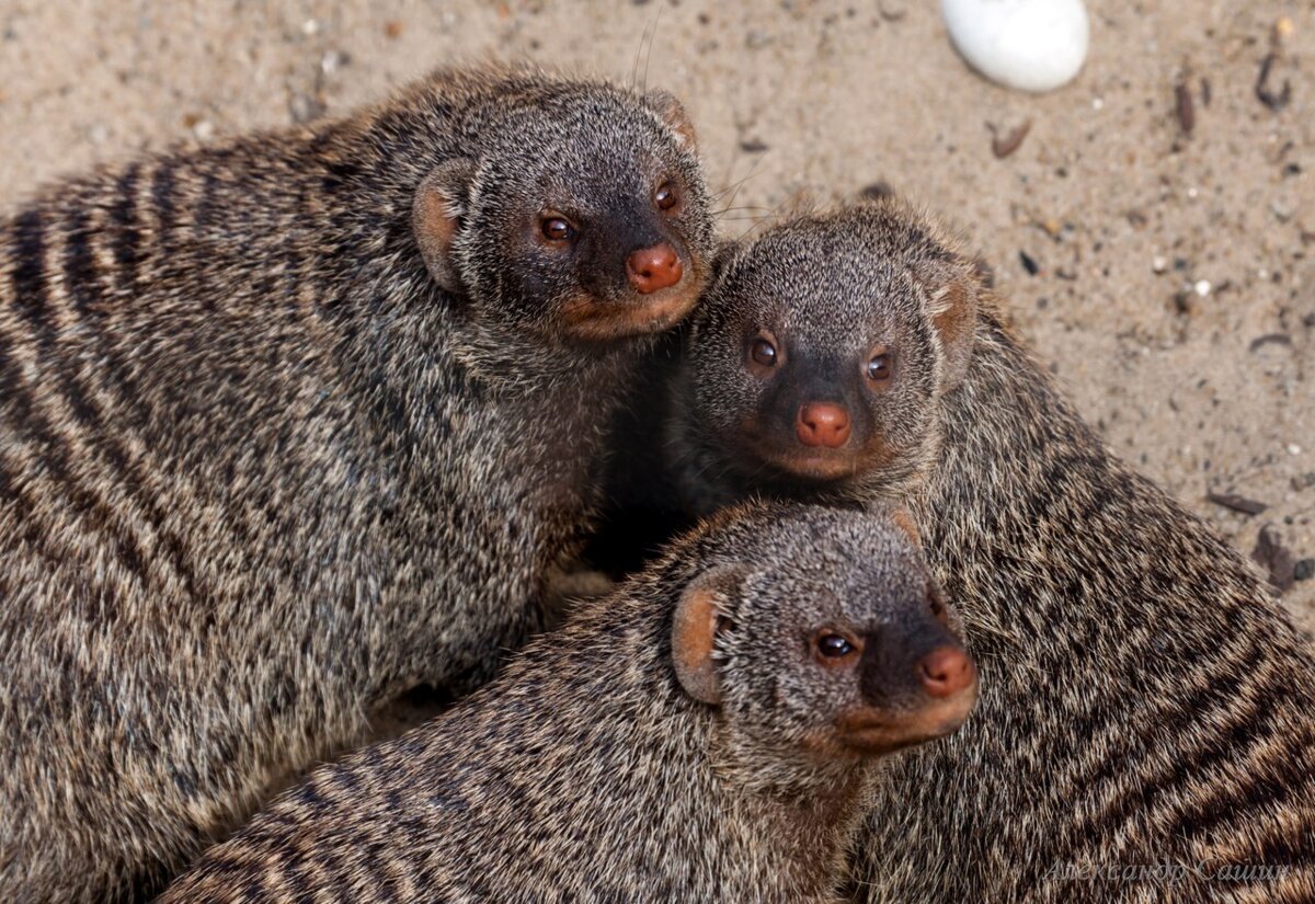 Лысый Мангуст