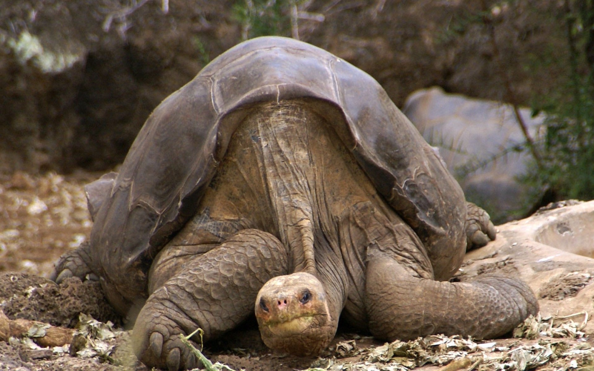 Абингдонские слоновые черепахи. Абингдонская слоновая черепаха. Абингдонская слоновая черепаха одинокий Джордж. Одинокий Джордж черепаха. Галапагосская слоновая черепаха.