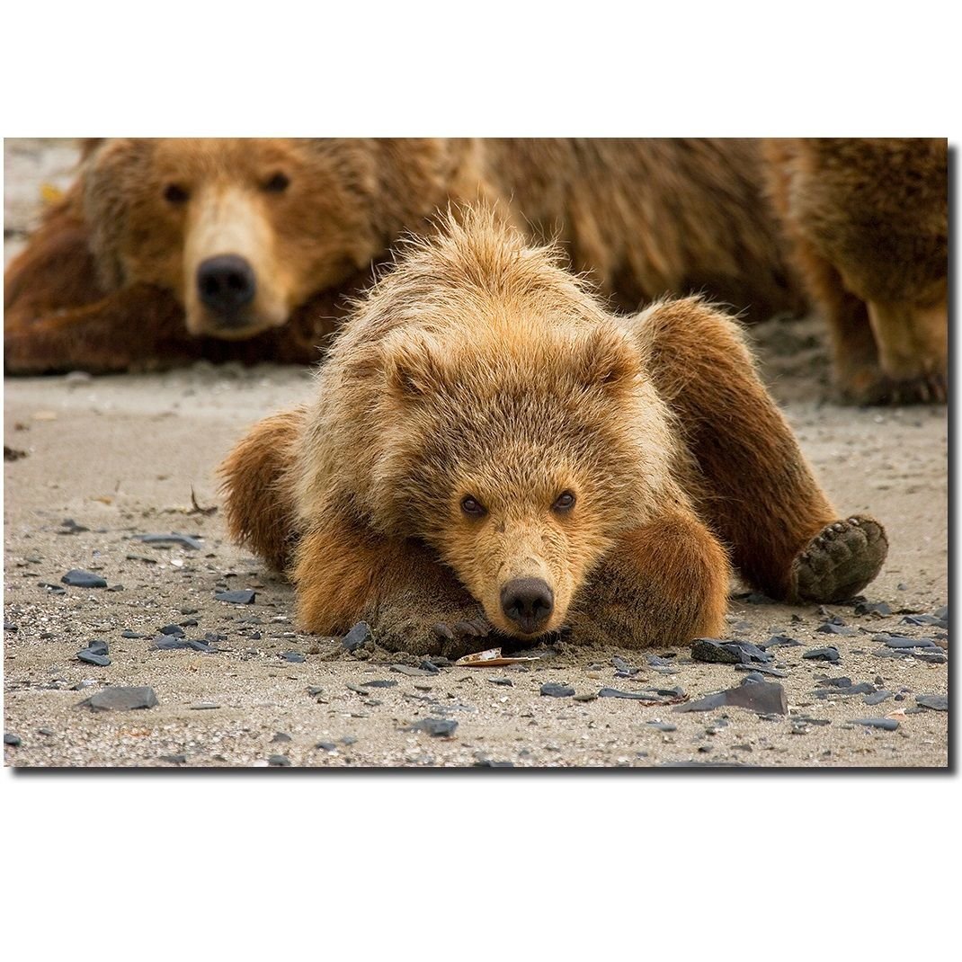 Медведь фото