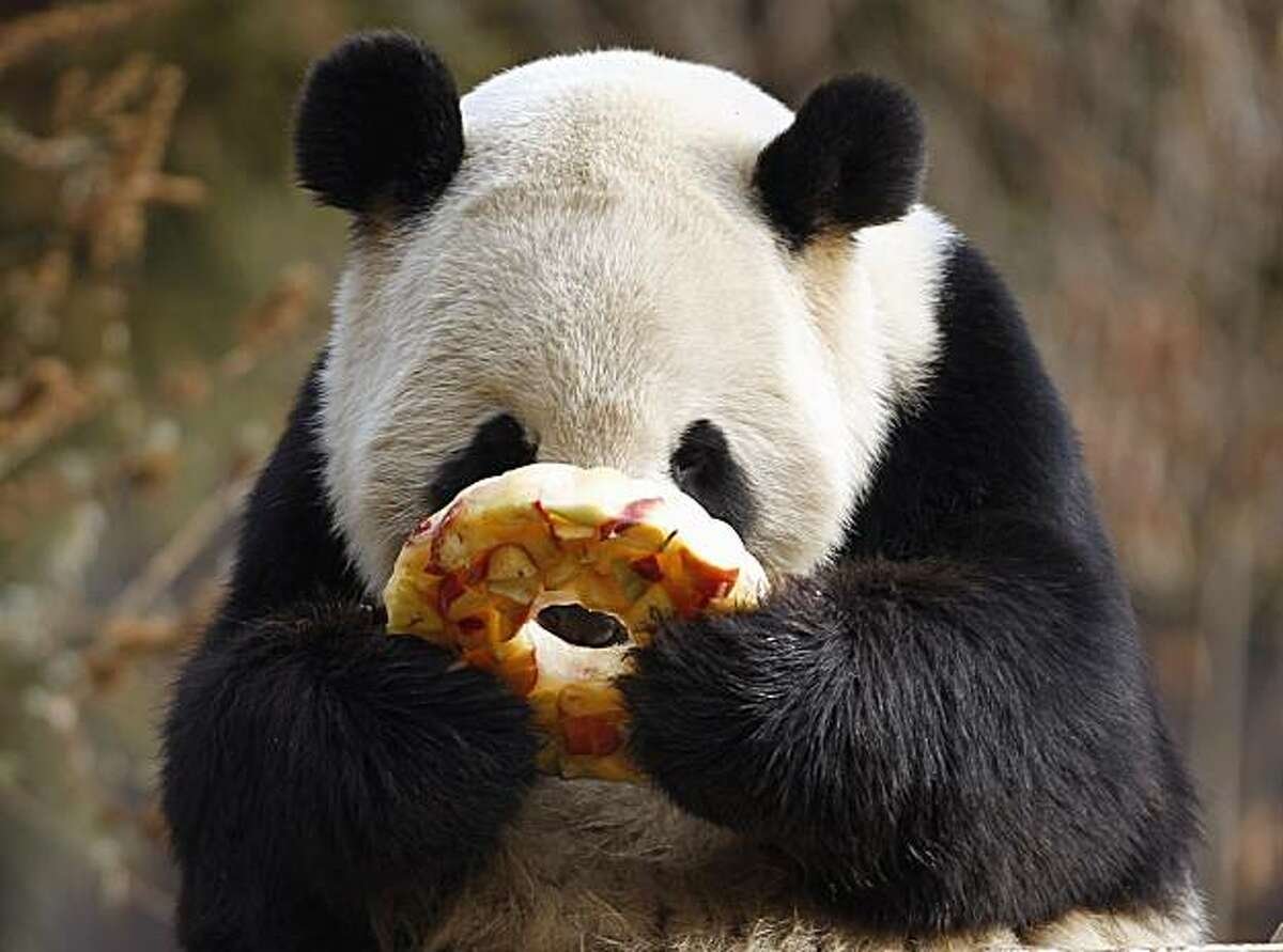 Панды едят мясо