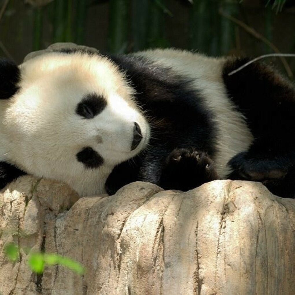 Обнять панду. Вика панди. Забавные панды. Спящие панды.