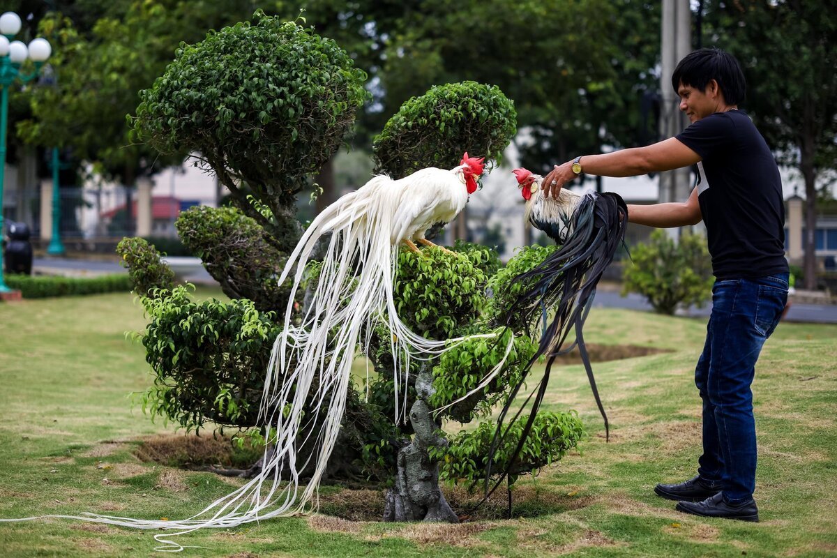 Японский петух онагадори