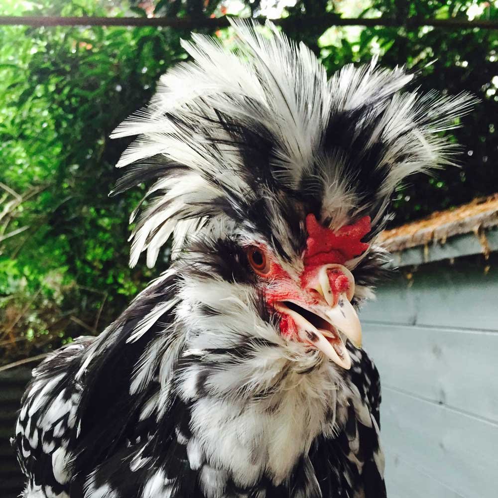 Королевский петух Гудан