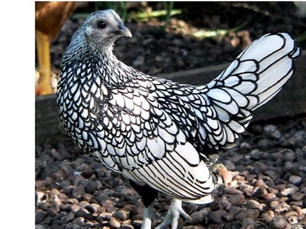 Японских бентамки