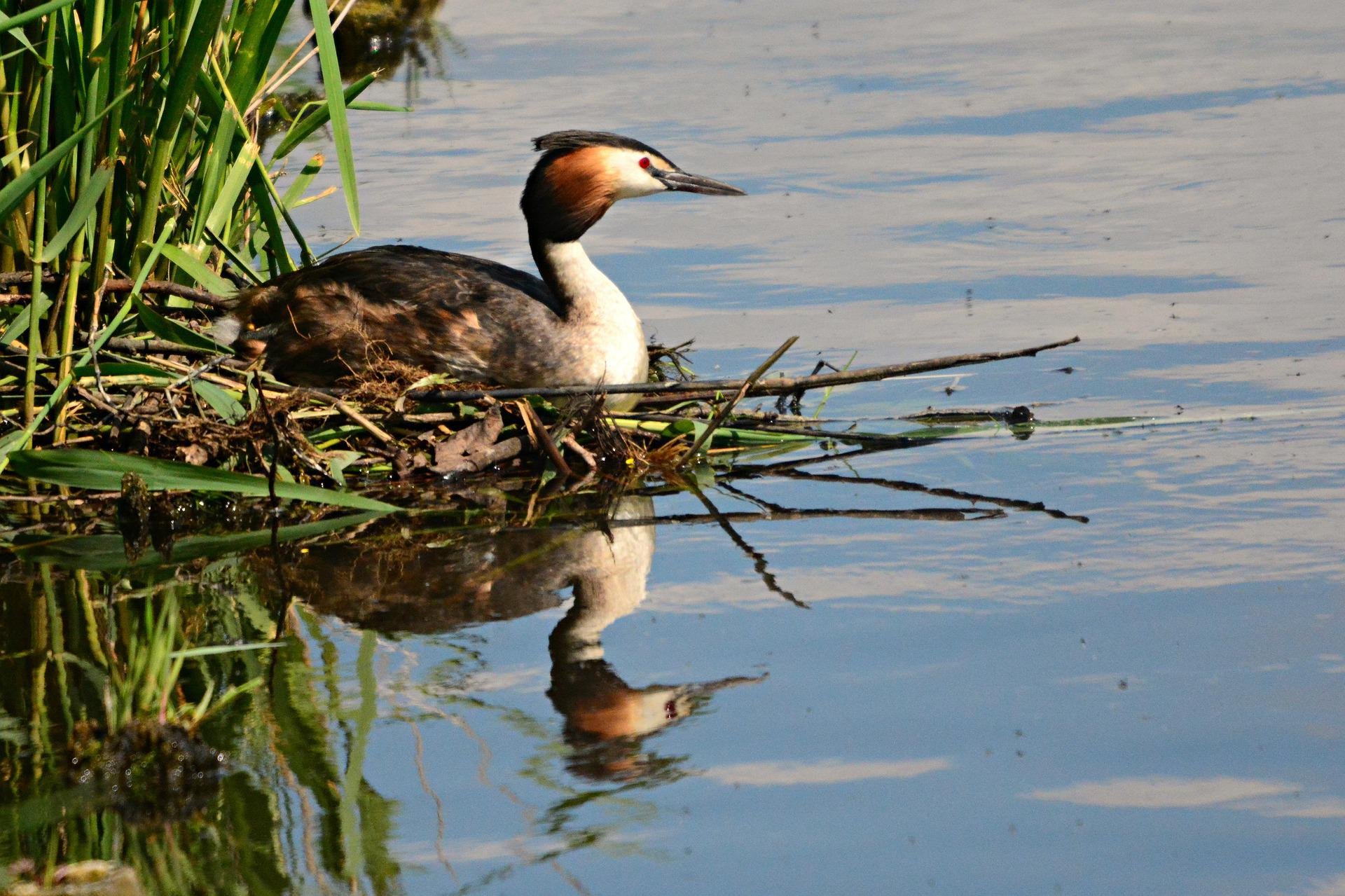 Водоплавающие Птицы Беларуси Фото