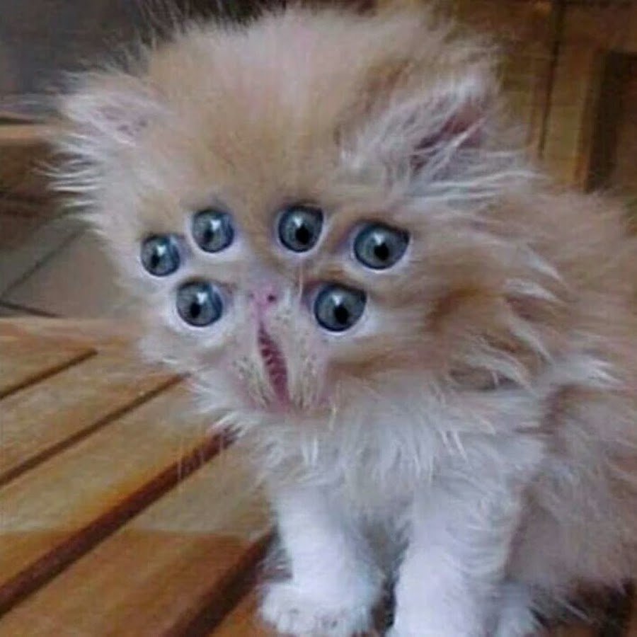 Кот Гремлин порода