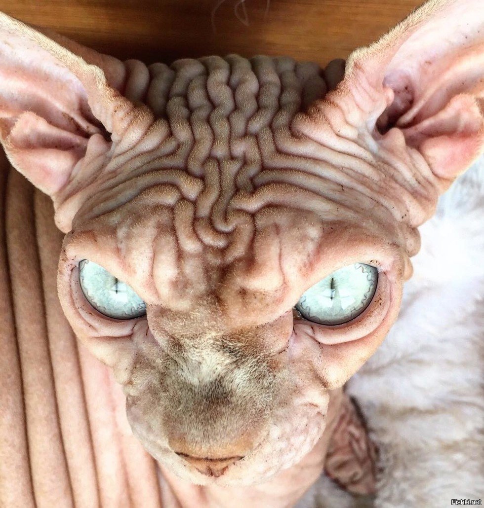 Морщинистый канадский сфинкс