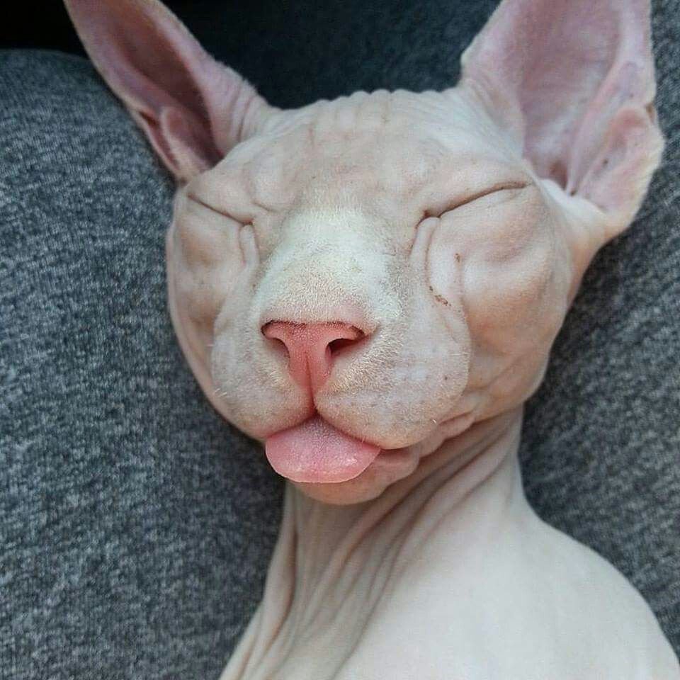 Донской сфинкс злой