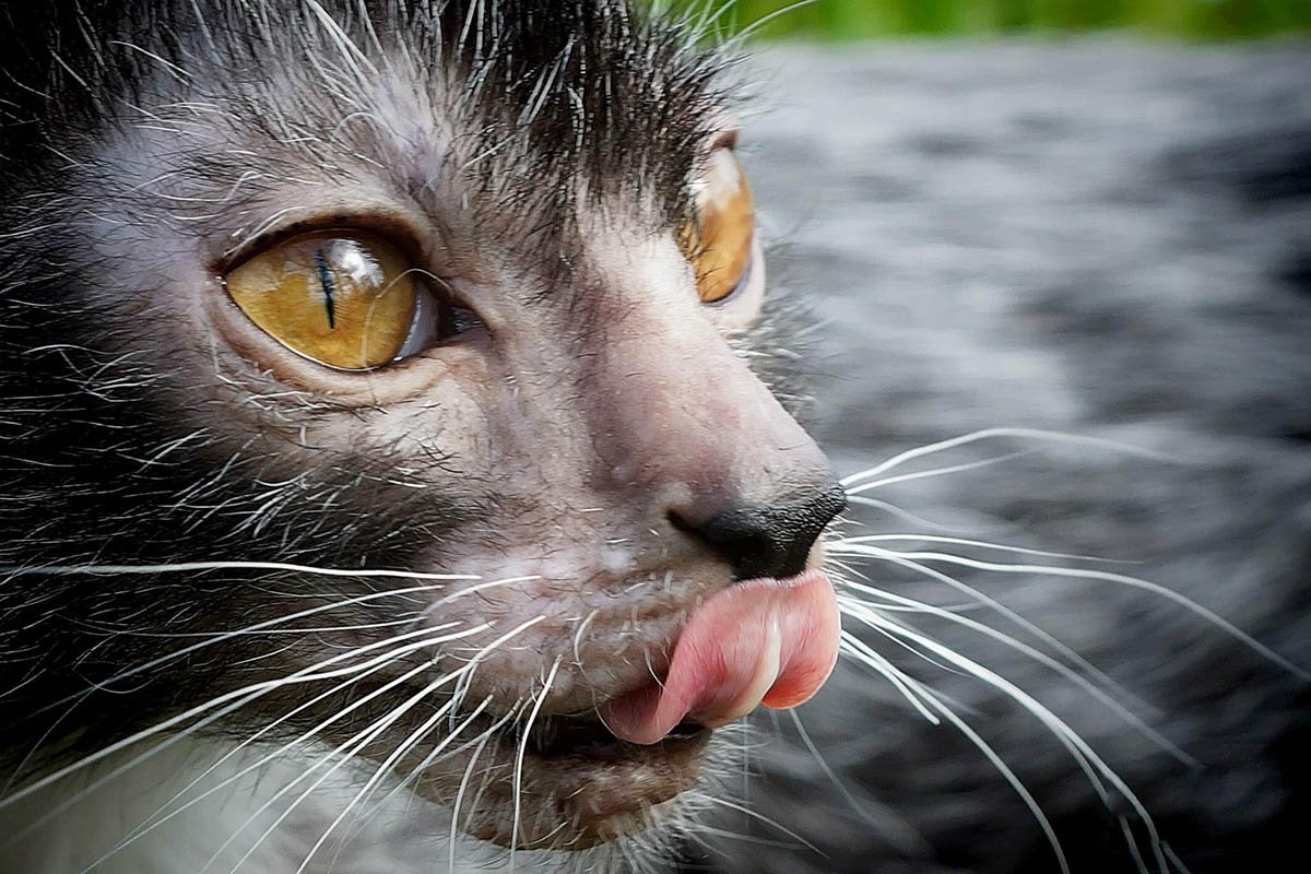 Персидская шиншилла кот Уилфред