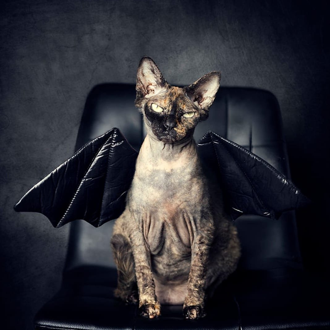 Морщинистый канадский сфинкс