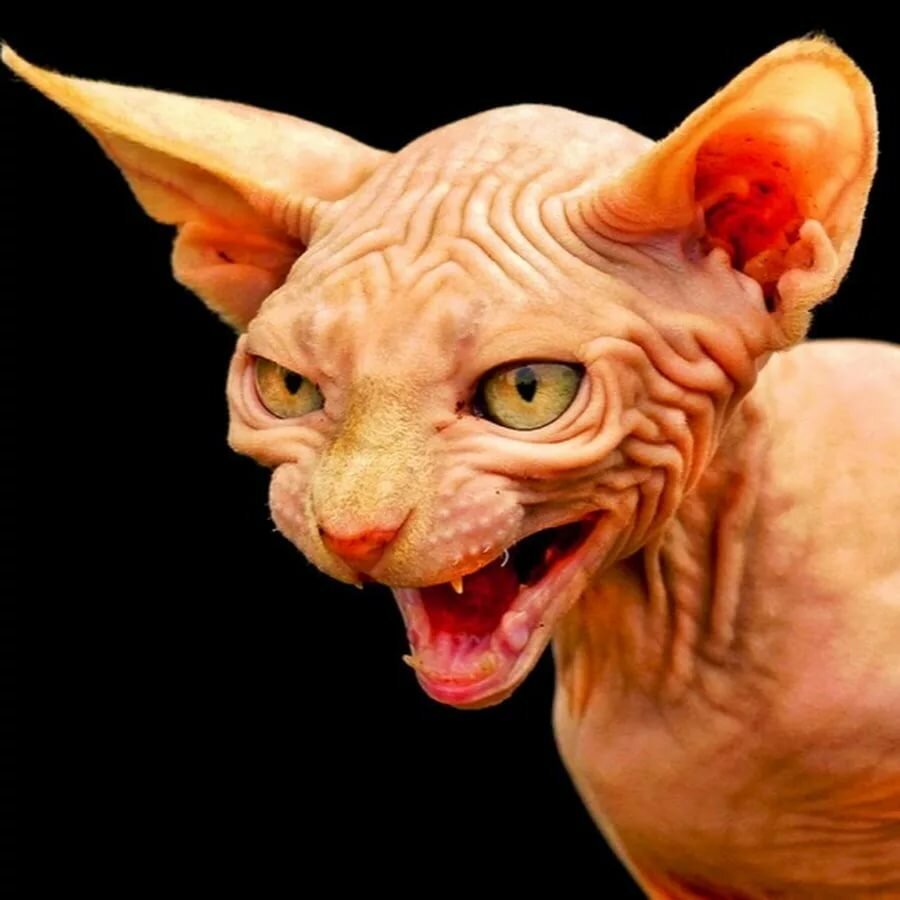 Сфинкс морда