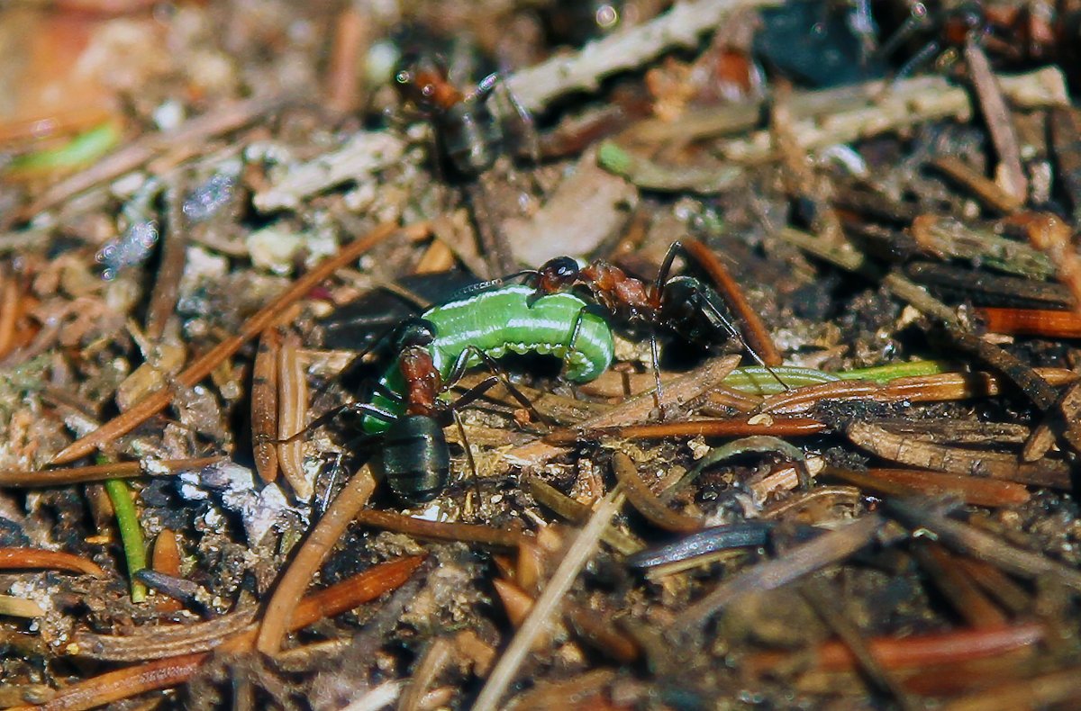 Муравей фото