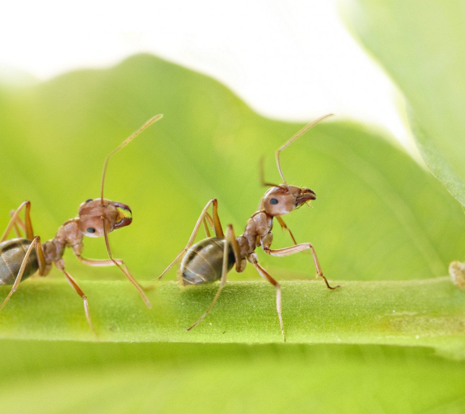 Общение насекомых