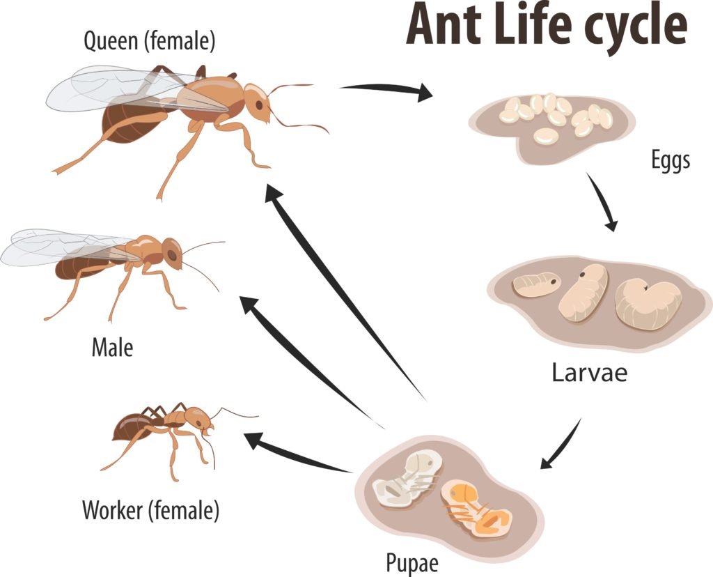 Скорпион с потомством