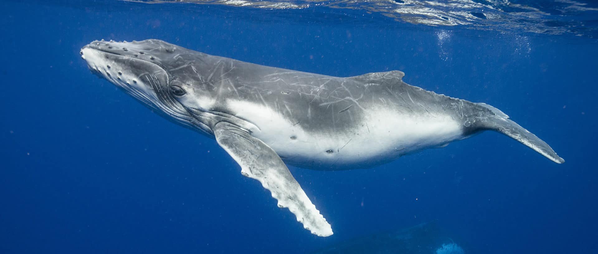 Ласты китообразных. Кит усач. Гренландский Полярный кит. Китовый ус гренландского кита. Усатые киты китообразные.