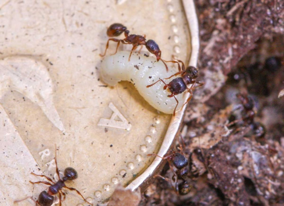 Личинки мелких муравьев