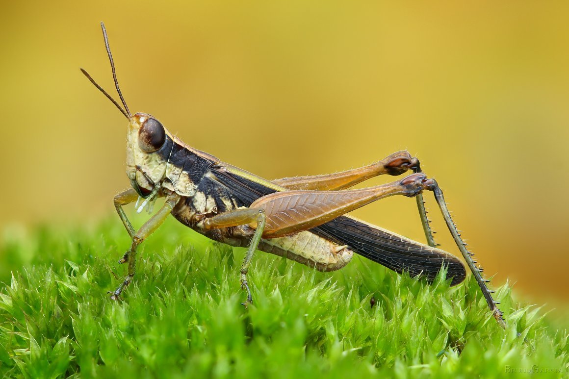 Бельгийская Саранча