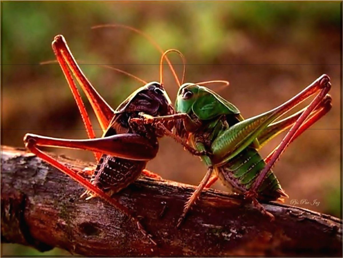 Кобылка краснокрылая насекомое