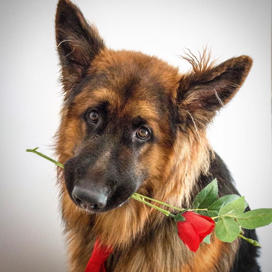 Немецкая овчарка Макс