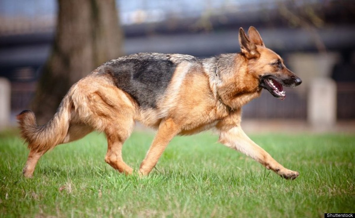 Герберийский шепски