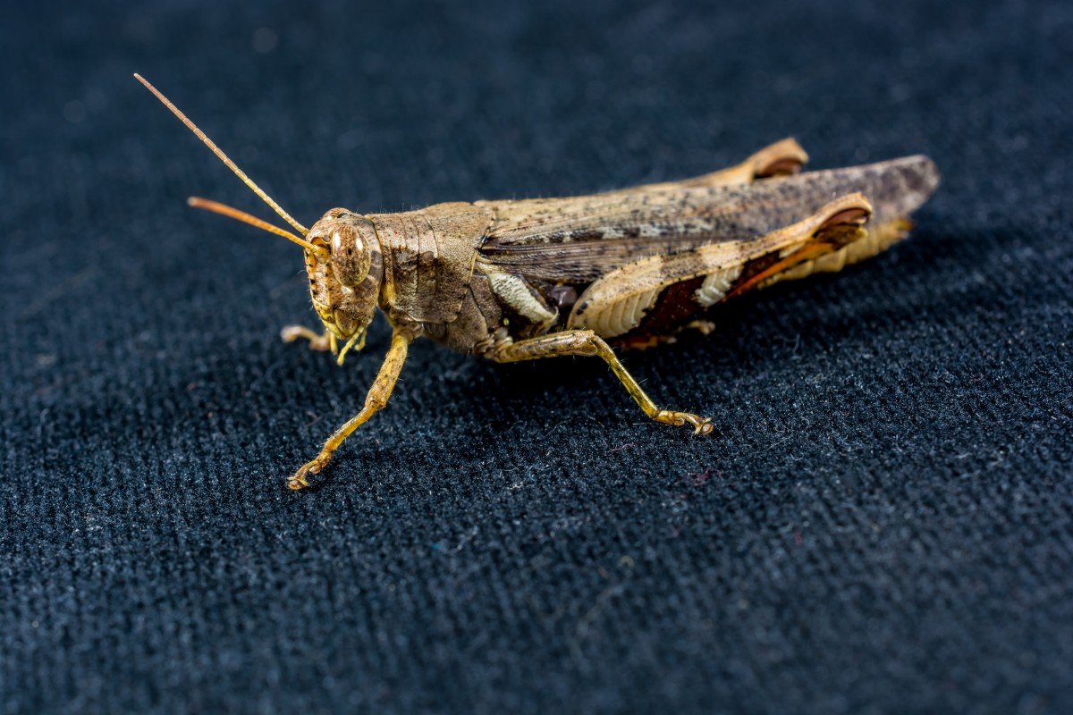 Зеленая кобылка кузнечик